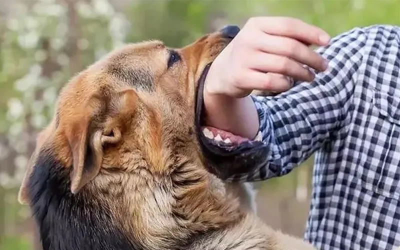 Giấc mơ bị chó cắn và nỗi lo cảnh báoGiải mã giấc mơ bị chó cắn
