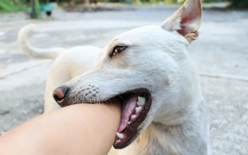 Mơ chó cắn người thân, người yêu mang ý nghĩa khác nhauMơ chó cắn đánh con gì