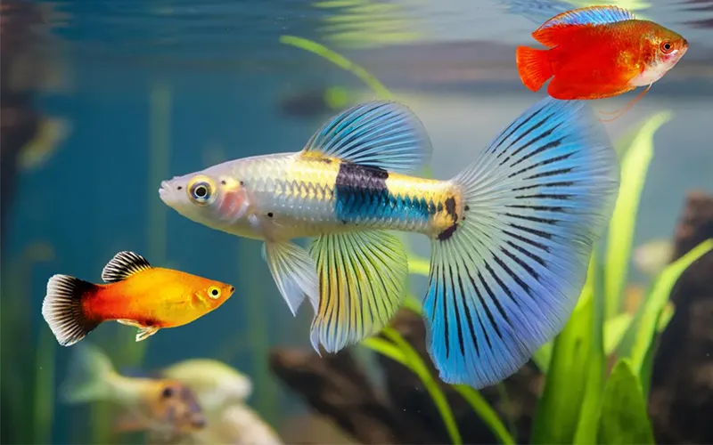 Mỗi loài cá trong giấc mơ mang một thông điệp khác nhauÝ nghĩa tâm linh khi mơ thấy cá