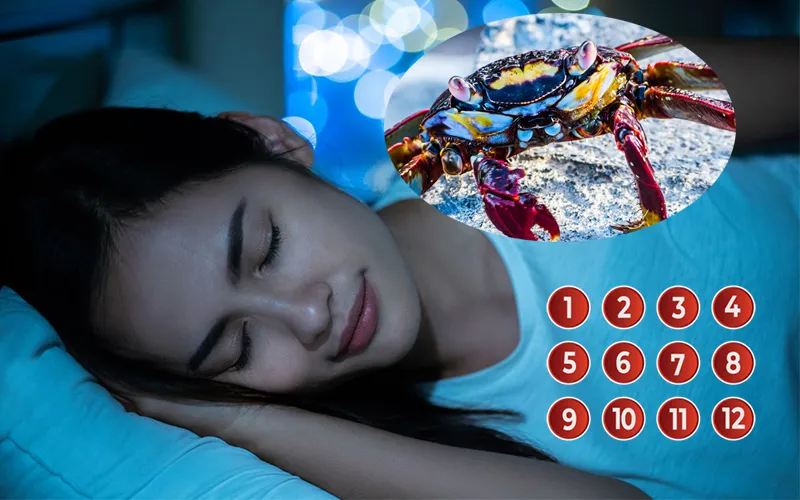Các trường hợp mơ thấy cua đánh con gì phổ biến và những con số liên quanCác trường hợp mơ thấy cua đánh con gì