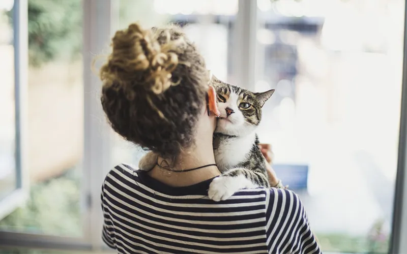 Tìm mơ thấy mèo đánh con gì và thử vận mayMơ thấy mèo đánh con gì