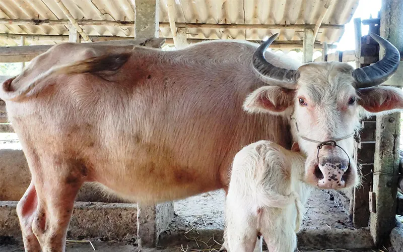 Mỗi màu sắc trâu trong giấc mơ mang tới vận may khác nhauMơ thấy trâu trắng vàng đen