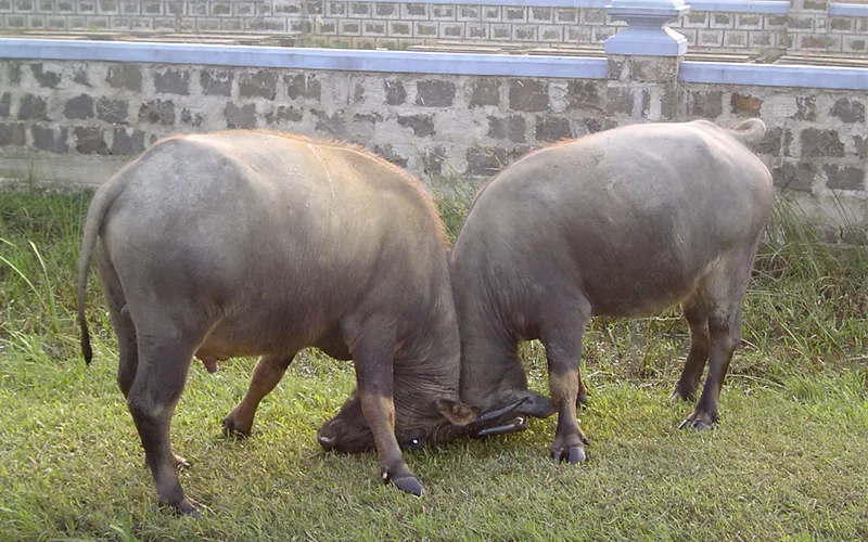 Hành động của trâu phản ánh những thay đổi lớn trong vận trìnhMơ trâu đuổi húc nhau? Mơ thấy trâu đánh con gì