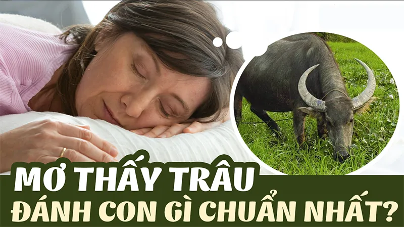 Giấc mơ thấy số lượng trâu báo hiệu tài vận và vận trình sự nghiệpMơ thấy đàn trâu ý nghĩa tài lộc