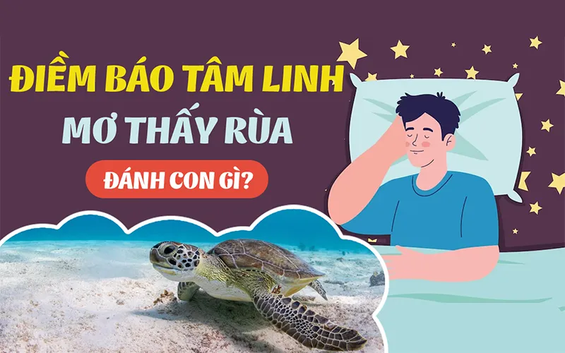 mơ thấy rùa đánh con gì